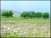 Colline fleurie Corse